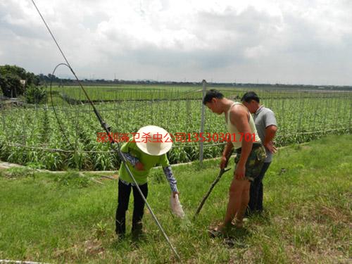 深圳红火蚁防治