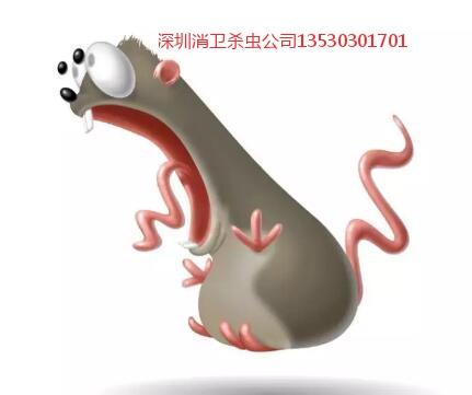 深圳公司杀虫