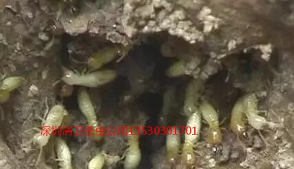 深圳白蚁消杀专家