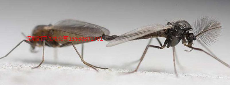 深圳蚊子防治公司
