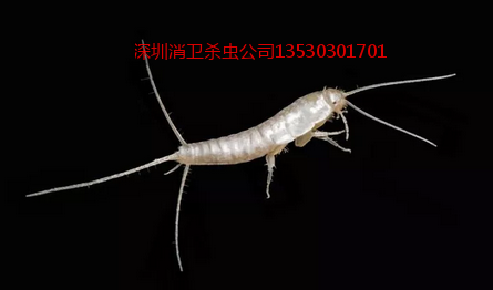 深圳啮虫【书虱】防治公司