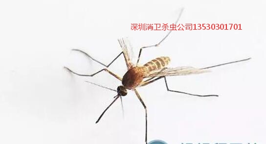 深圳杀虫公司哪家比较好
