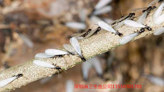 深圳灭虫公司