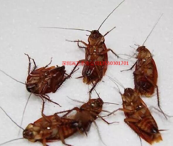 深圳灭蟑螂公司有多少公司