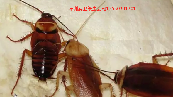 深圳24小时灭蟑螂公司