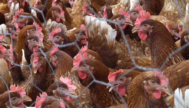 还在为家禽秋季呼吸道疾病头疼?华畜深剖病因与科学防控策略 还在为家禽秋季呼吸道疾病头疼?华畜深剖病因与科学防控策略