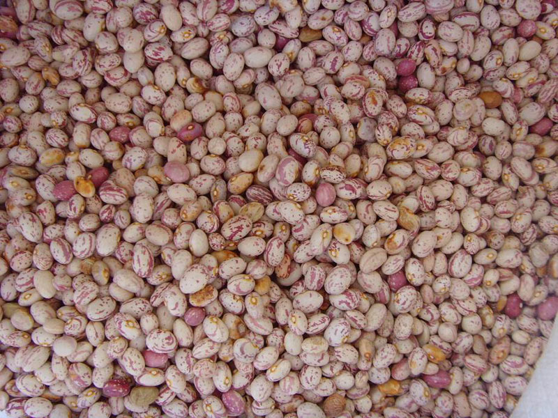 B-5012 奶花圆形（新疆圆）