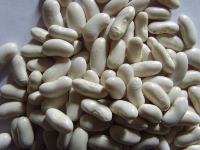 B-303 长白芸豆