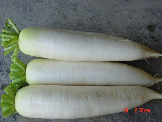 Radish