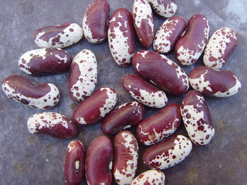 B-508 熊猫豆（长形）