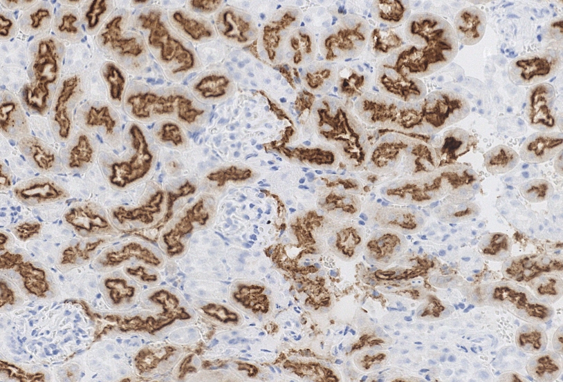 免疫显色试剂盒（大小鼠组织4组分）