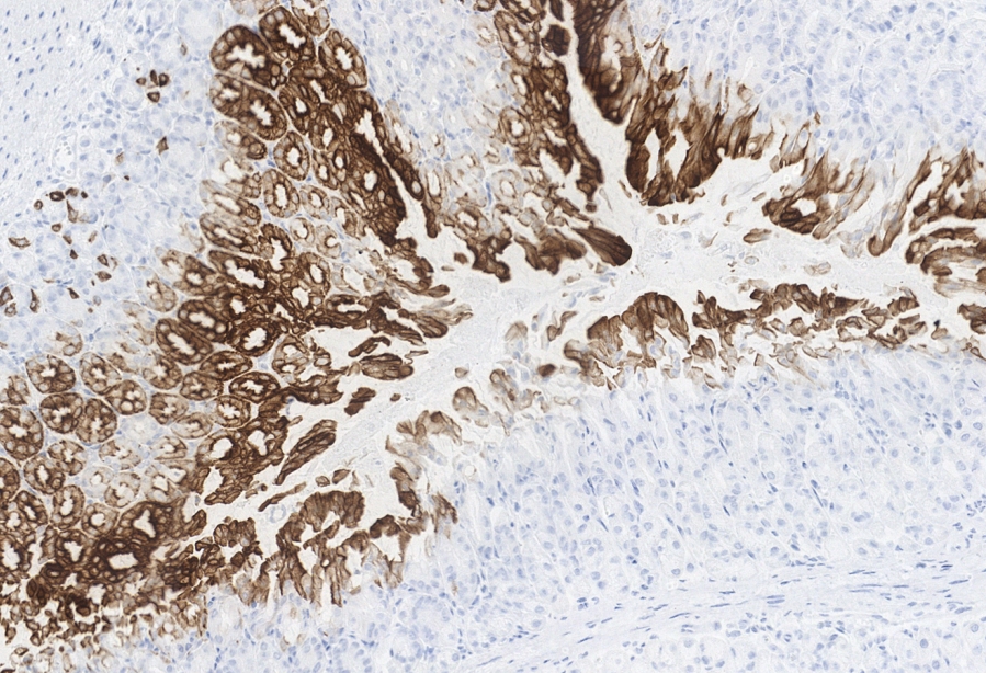 免疫显色试剂盒（大小鼠组织5组分）