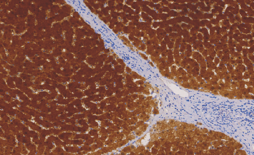 Arginase-1兔抗人精氨酸酶-1单克隆抗体