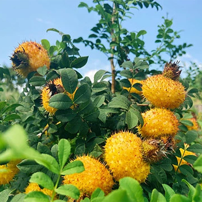 刺梨原浆