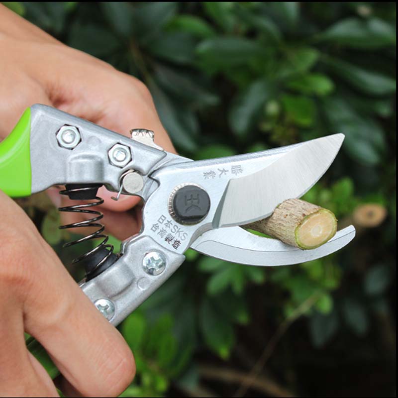 桃树秋剪这样做才好，看看你做对了吗？