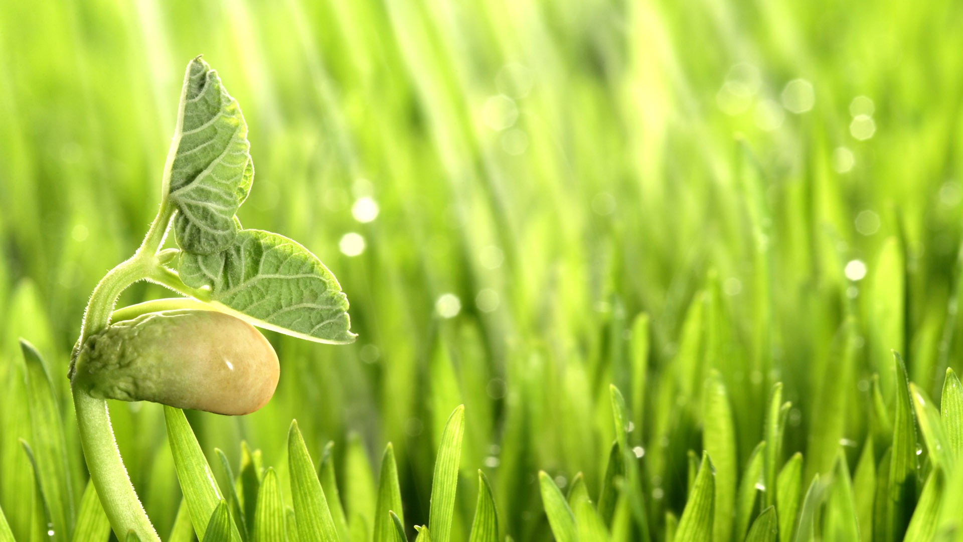 黑龙江公布今年农作物种植区划布局