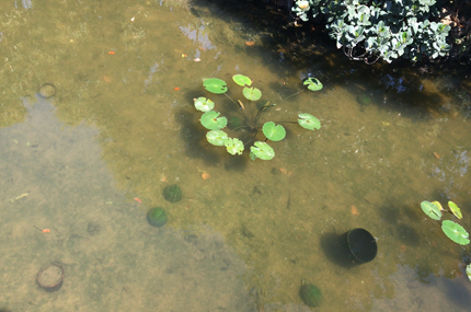 从化钱岗古村风水塘水生态修复