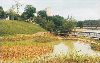 广东水科院飞来峡水环境与水生态示范基地项目