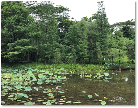 常德市滨湖公园水体水质改善工程