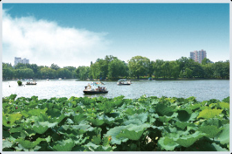 海珠区黄埔古村胡氏宗祠水塘水体生态修复