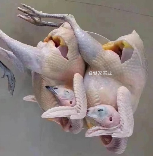 山雞體格不大