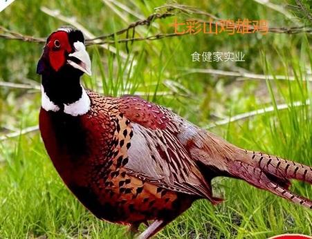 雄雞本色1