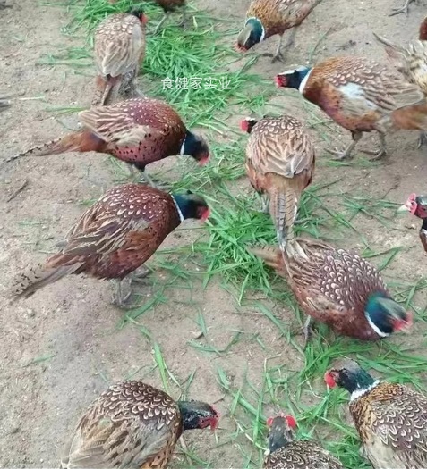 滿山青草天然飼料