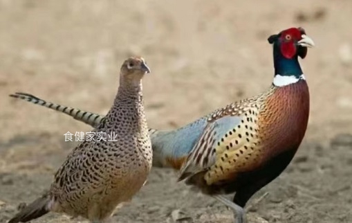 七彩山雞雌雄對(duì)比