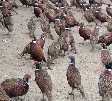 七彩山雞喂食