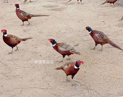 七彩山雞散步