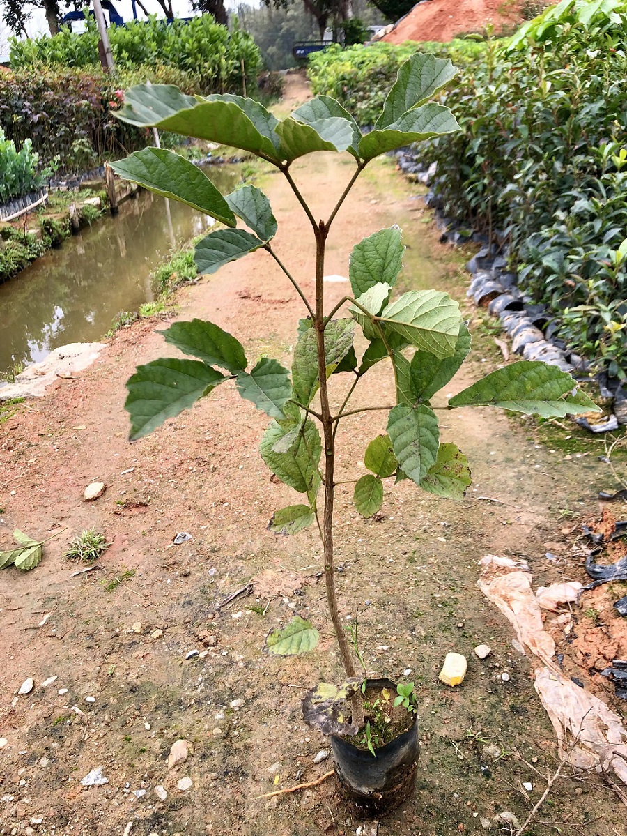 黄花风铃花木