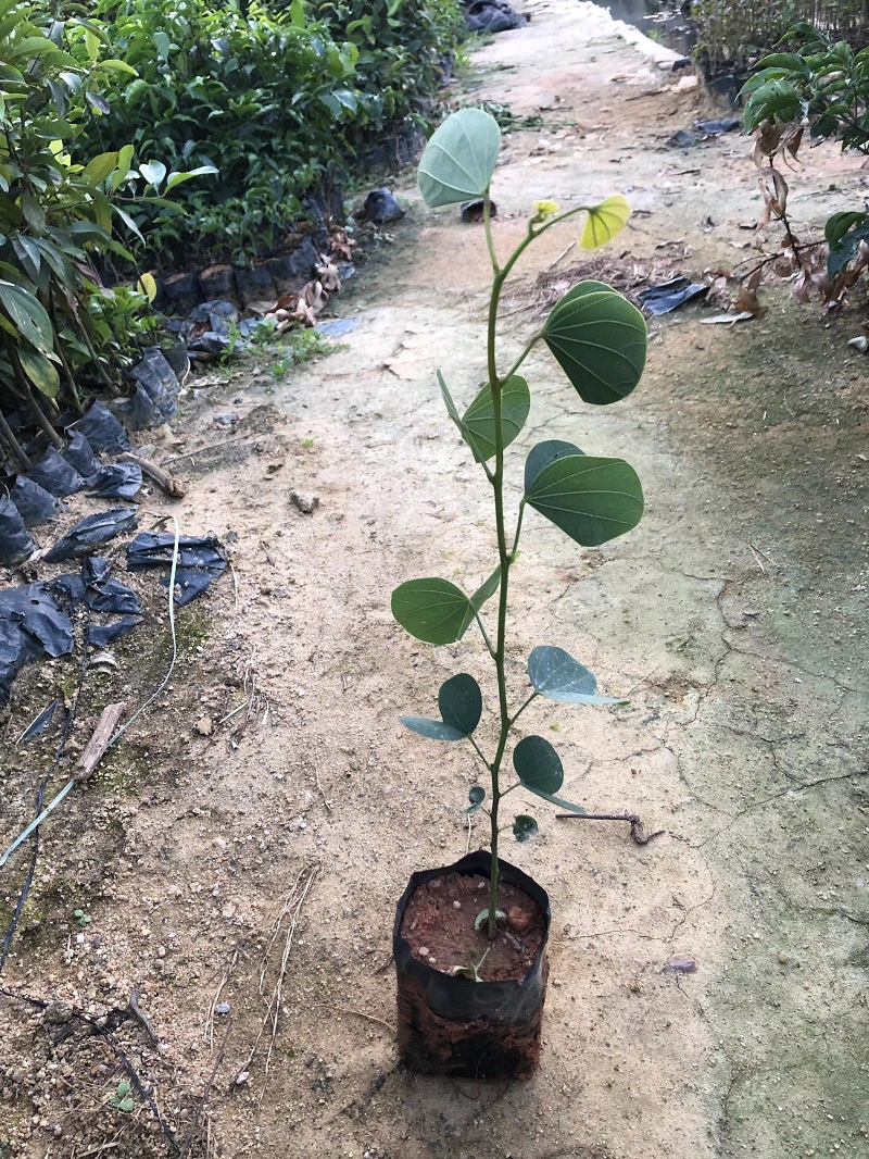 宫粉紫荆
