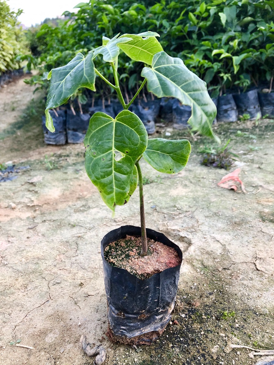 澳洲火焰木