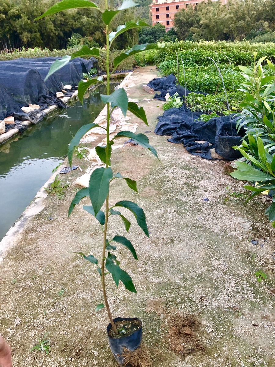 山樱花