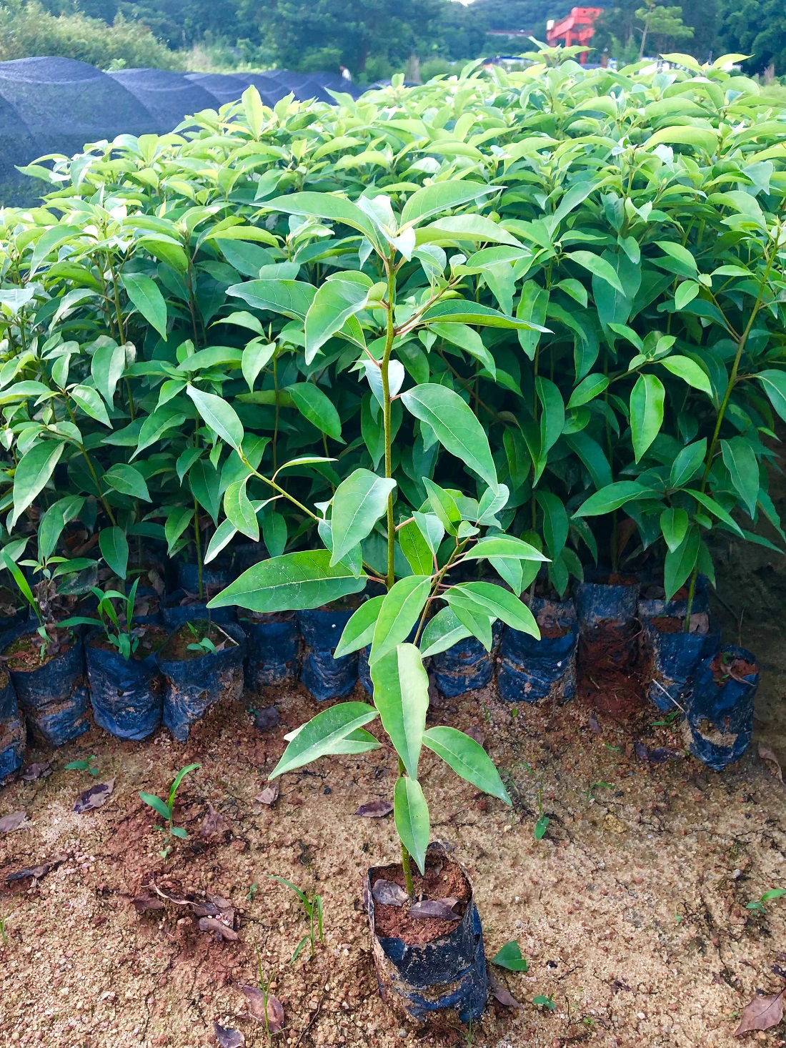 香樟树
