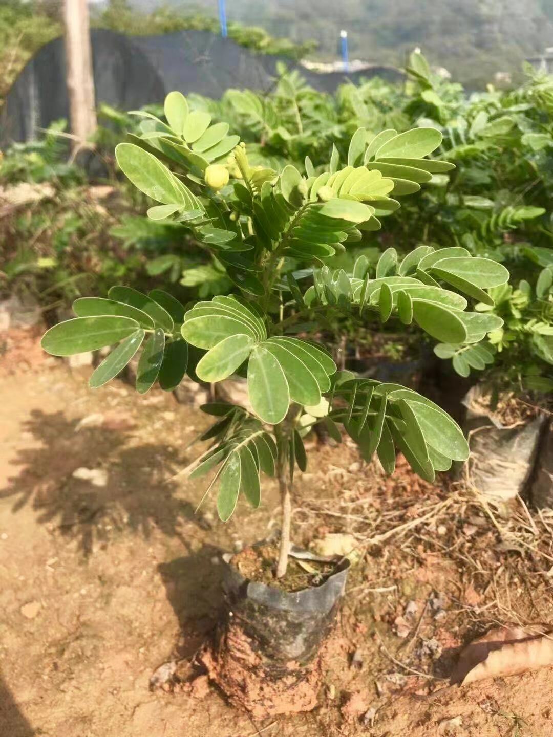 黄槐