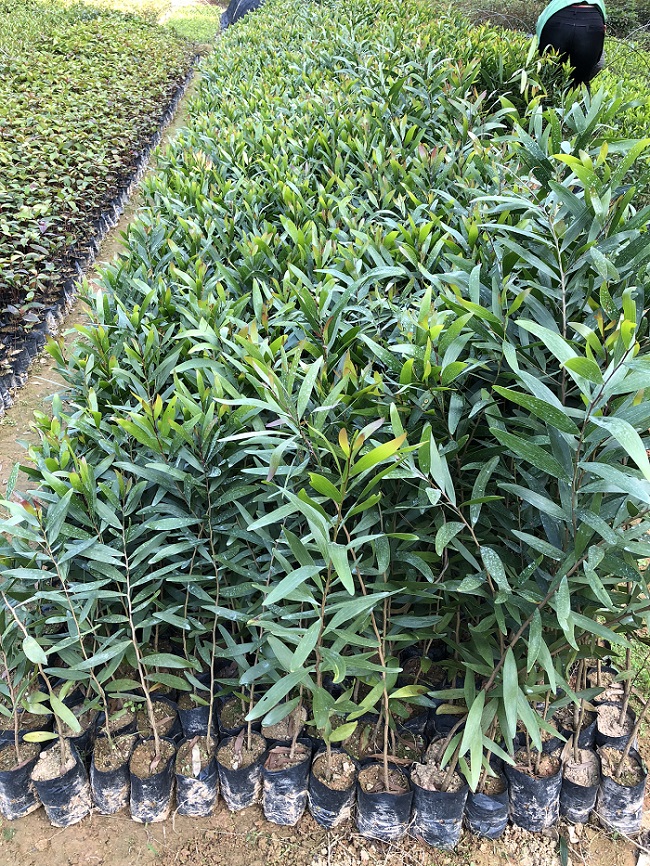 台湾相思