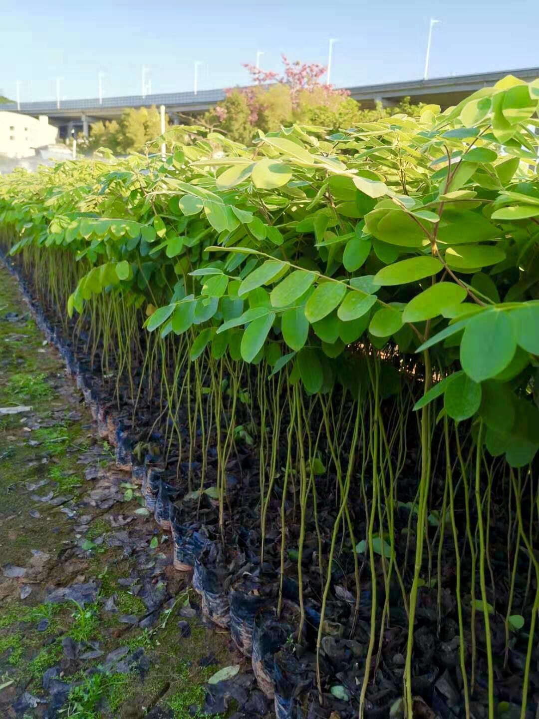 花旗木