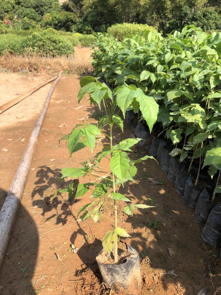 紫花风铃