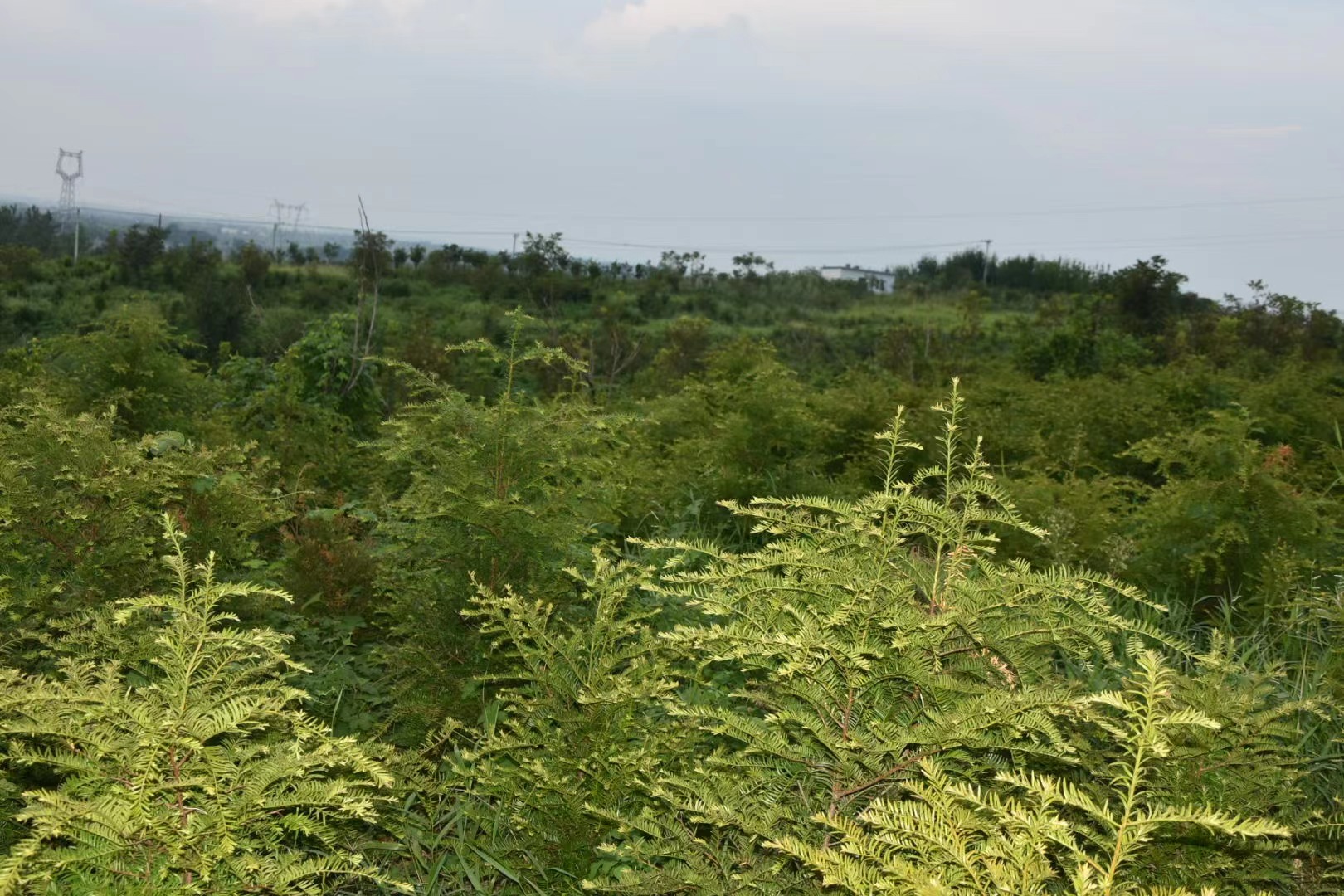 洋梓镇：山村种出“黄金树”红豆杉带富一方百姓