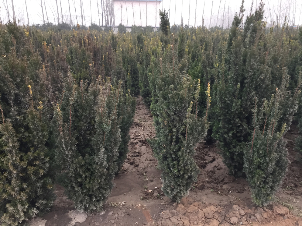 曼地亚红豆杉一号