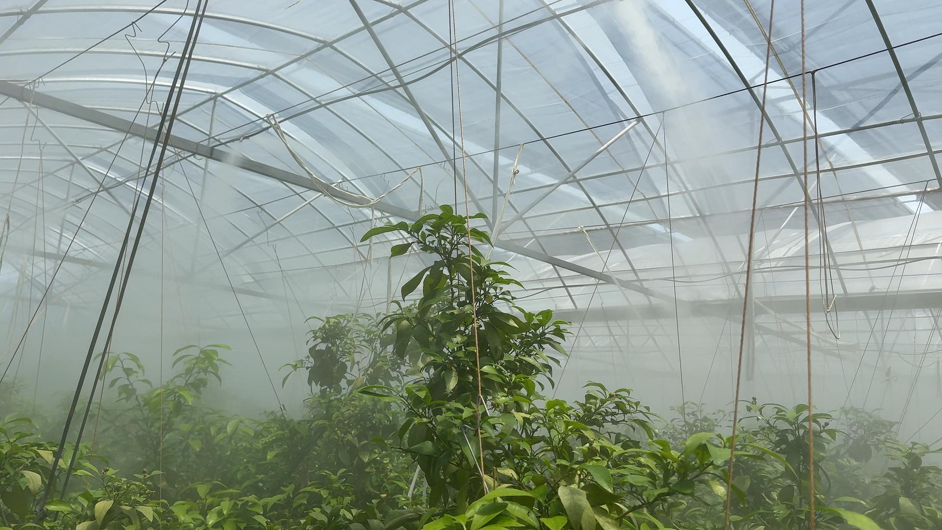智慧农业新标杆! 云辑智慧微断系统赋能太湖绿意浓农场，实现大棚智慧管理！