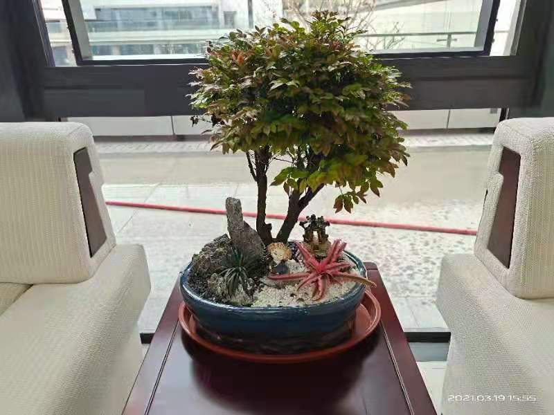 植物租赁