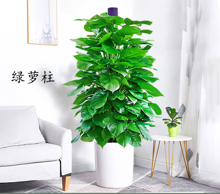 大型植物图示（1.5-1.8m）