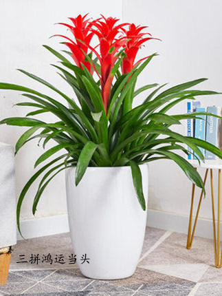 中型植物图示（0.5-1.5m）