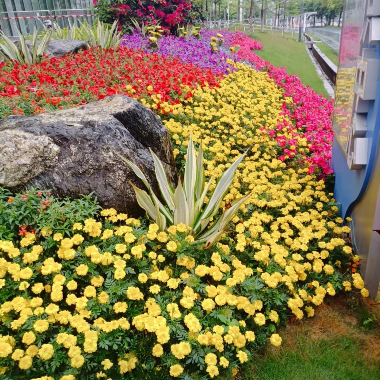 海丝知识城时花设计及种植工程