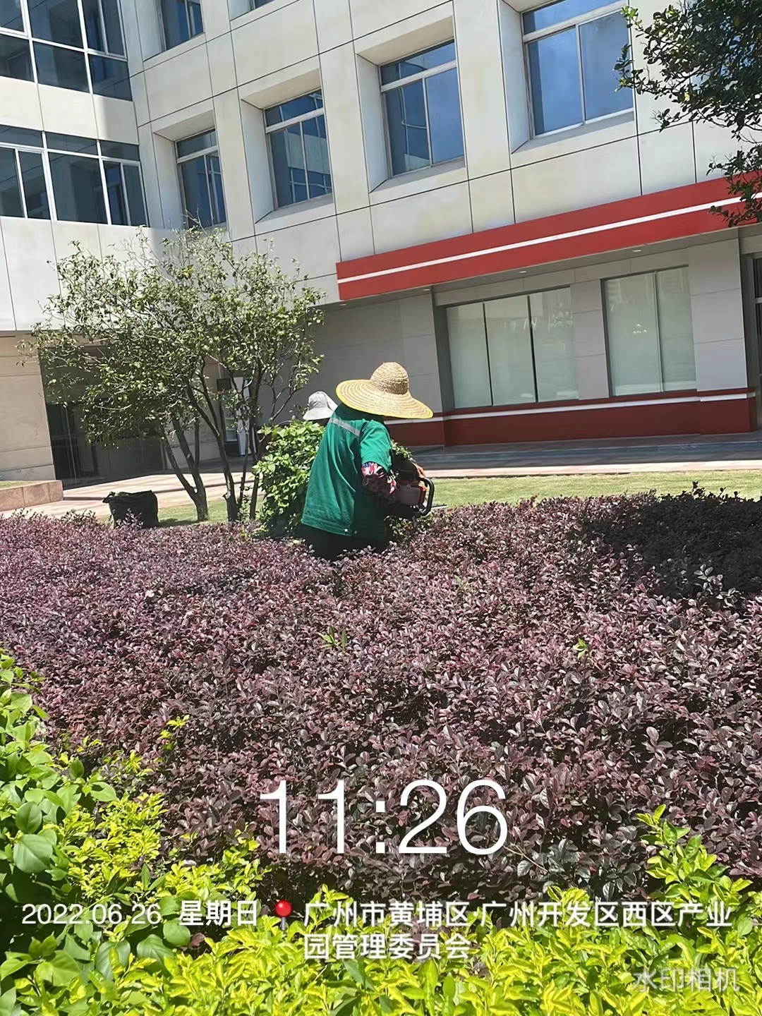 西区管委会绿化养护项目