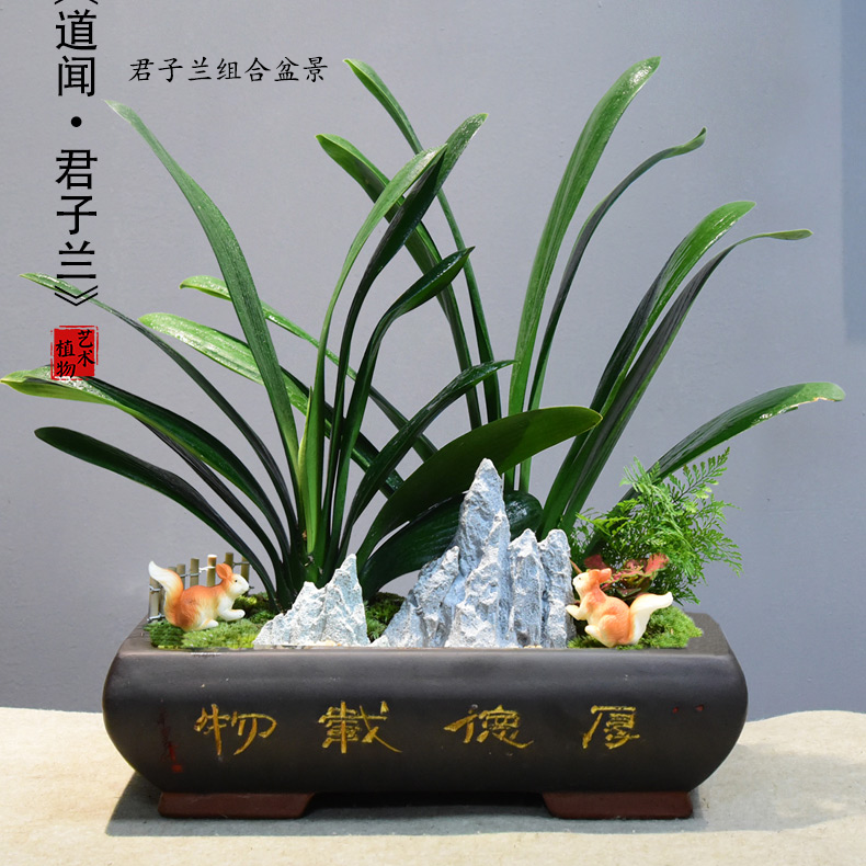 桌面精美盆栽图示