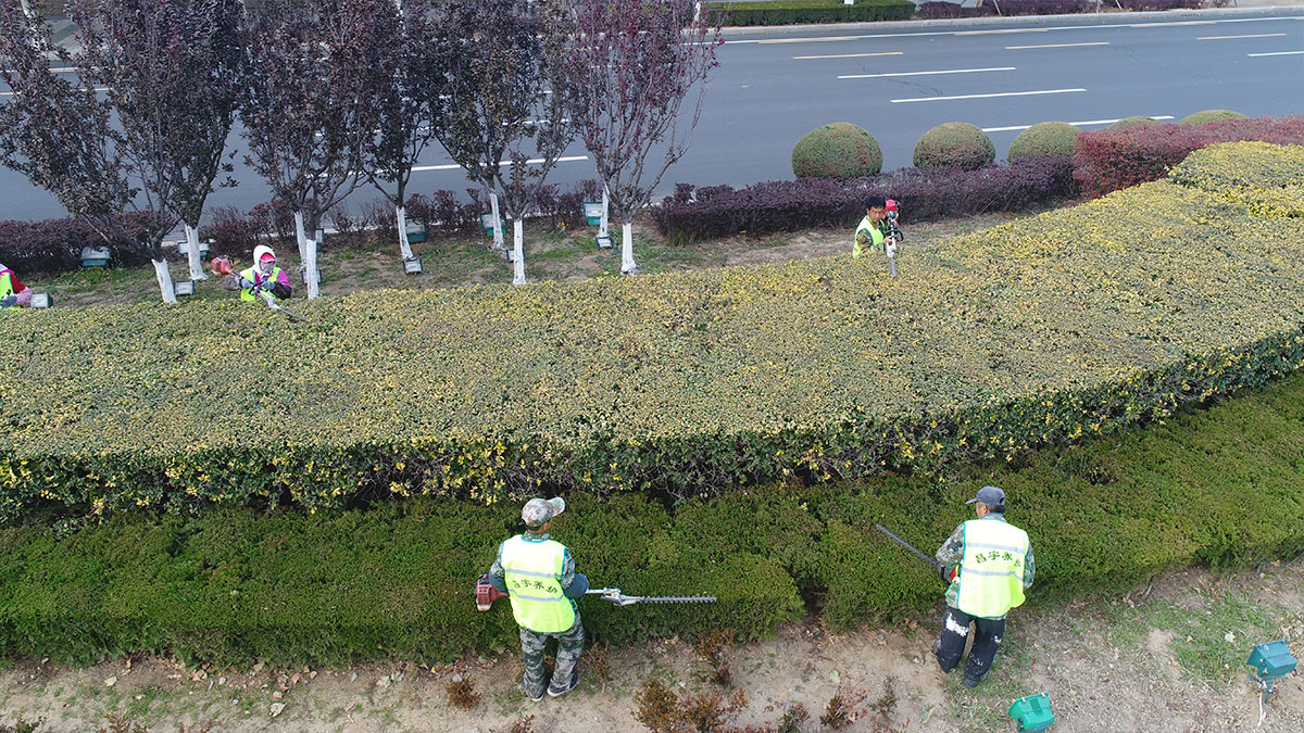 园林养护实景