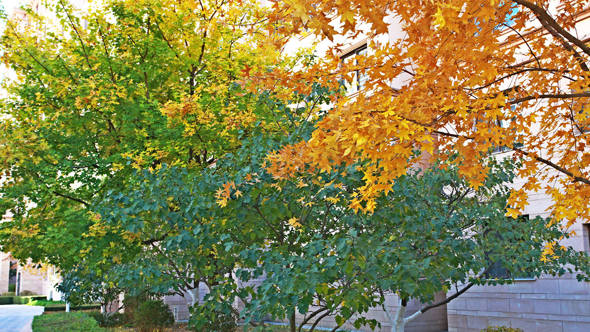 昌宇星河园区景色